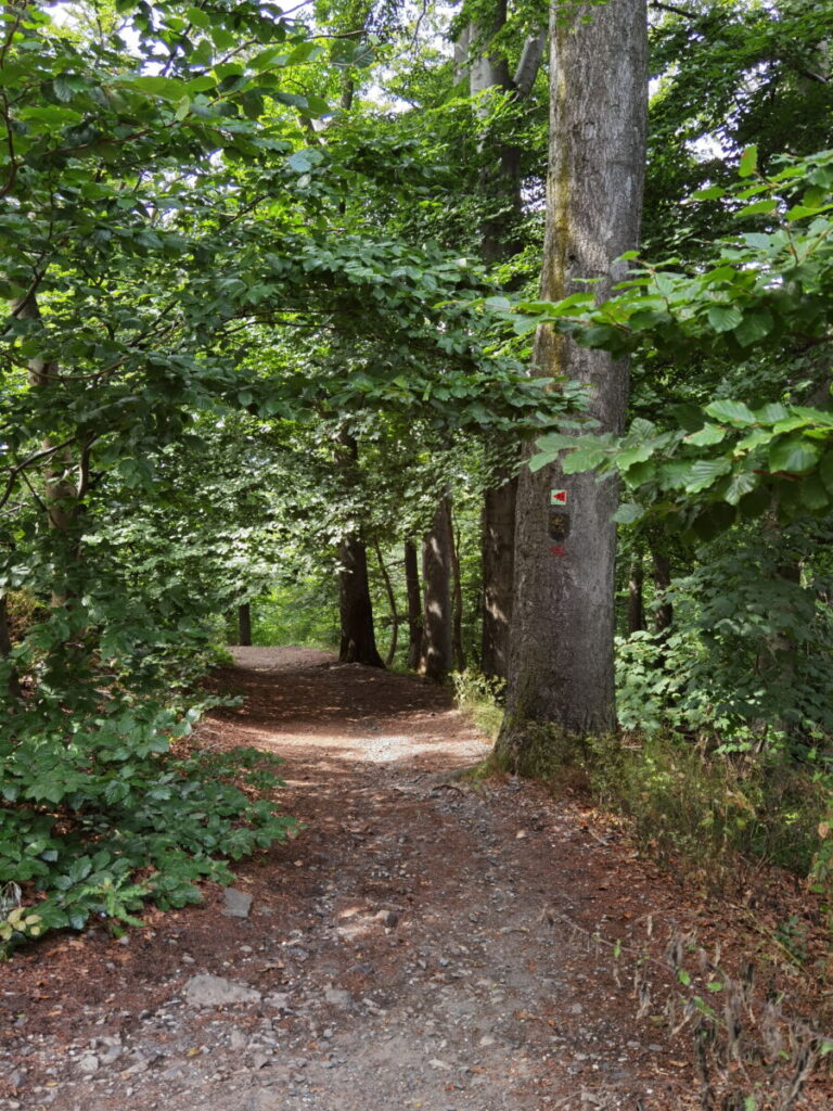 Die Großer Ölberg Wanderung führt auf diesem Weg durch den Wald